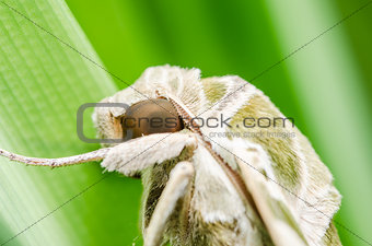 Moth in the nature