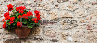 Tuscan flowers