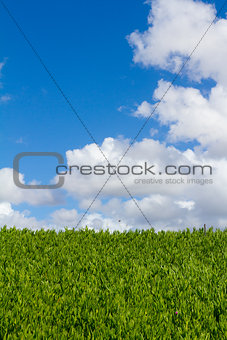 Plant Hedge Sky and Clouds