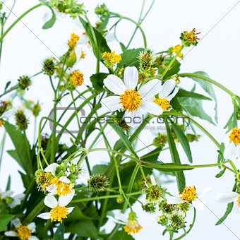 Chamomile flower with leaf