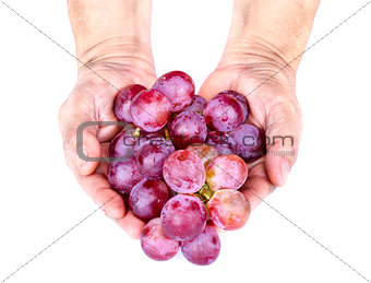 Bunch of red grape in adult hands on white background