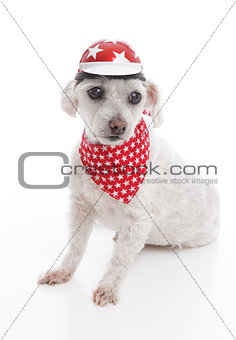 Dog wearing bike helmet and bandana