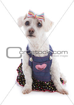 Dog wearing denim dress