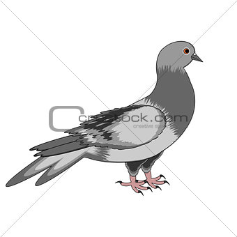 A pigeon on a white background