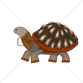 A turtle on a white background