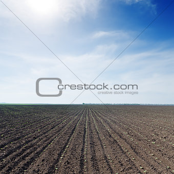 field with little green sunflowers under blue sky with sun