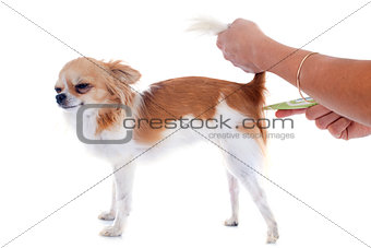 chihuahua and thermometer