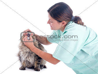 maine coon cat and vet