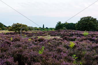 Fields of blossoming heather