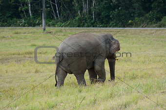 bull Asian Elephant (Elephas maximus)