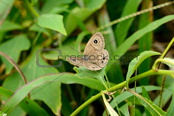 Common Four-ring butterfly (Yphtima huebneri)