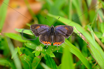 Golden Sapphire butterfly (Hellophorus brahma)