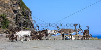 group reindeer a rest