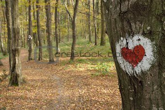 Love heart on tree
