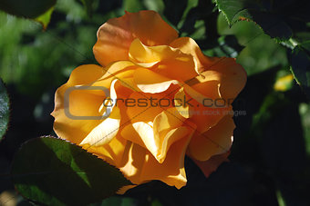 Flowers yellow rose