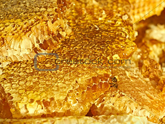Bee on the honeycomb surface