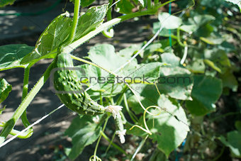 Small cucumber in plantation