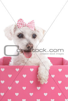 Pretty dog in a pink heart box