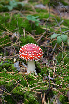 Red amanita muscaria mushroom in moss