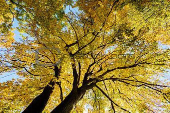 autumn trees on blue sky