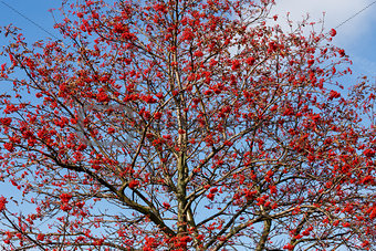 tree of Rowan Berries (Sorbus aucuparia)