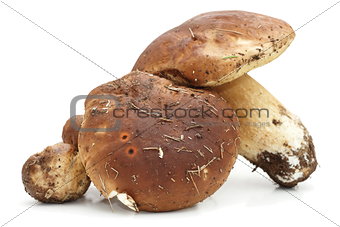 porcini agaric on white background