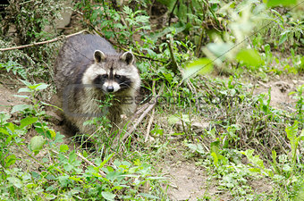 Raccoon walking through a green meadow