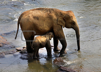 Family of Indian elephants. 