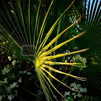 palm tree close up