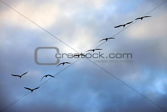 Flying group of seagulls