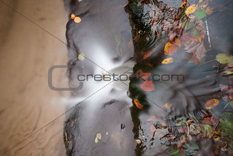 Extreme Close up of leaves in water
