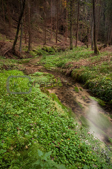 Narrows stream flowing along in forest