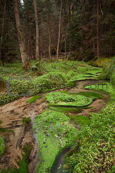 Narrows dry stream along in forest