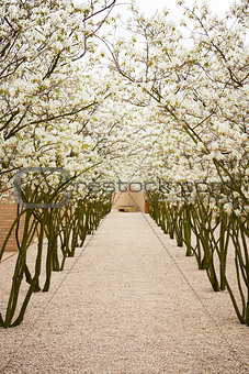 avenue with blossom apple trees