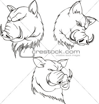 Aggressive boar heads