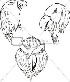 Aggressive eagle heads