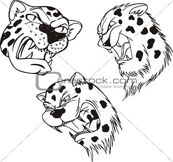 Aggressive leopard heads