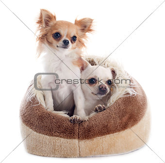 chihuahuas in dog bed