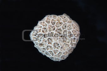 Coral on a black background