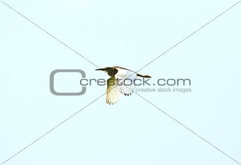 Chinese Pond Heron (Ardeola bacchus)