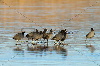 flock of coots walking on frozen lake