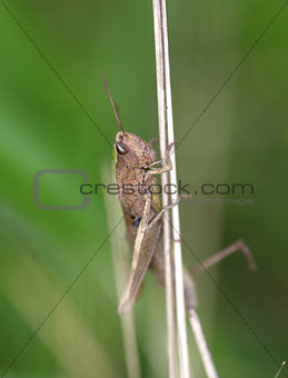 Brown grasshopper in the grass
