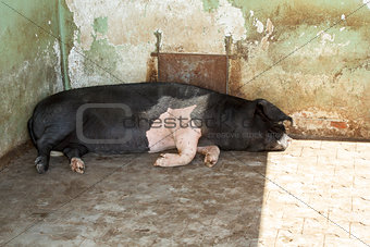 Big pig sleeping farm
