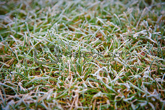 ice the grass