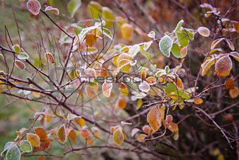 icy leaves