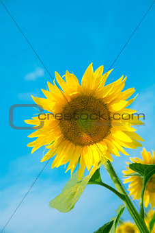 Ripe bright sunflower growing on a farmer field in the late summer