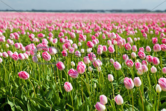 pink tulips in spring, Alkmaar