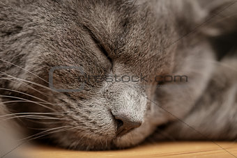british shorthair cat sleep on wood table
