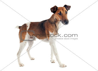 smooth fox terrier 