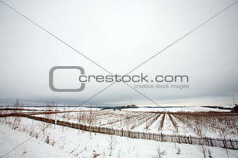 Rows of plants in winter field and snow